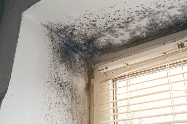 Affordable Mold Remediation solutions in Lincoln, IL